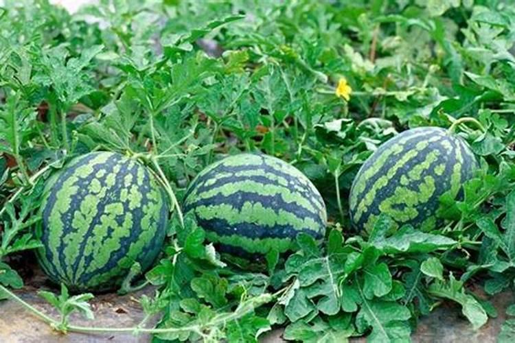 豆腐渣发酵浇花怎么弄