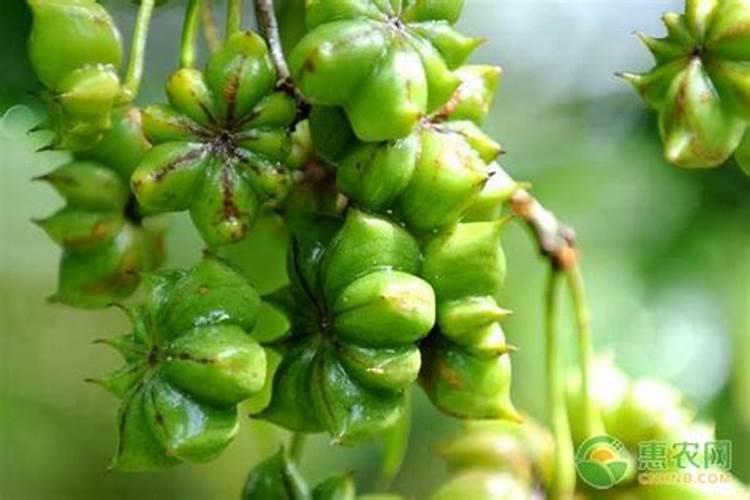 八角的种植方法是什么