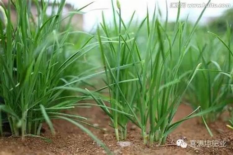 韭菜施什么肥料长的粗壮？韭菜可以收割几次？