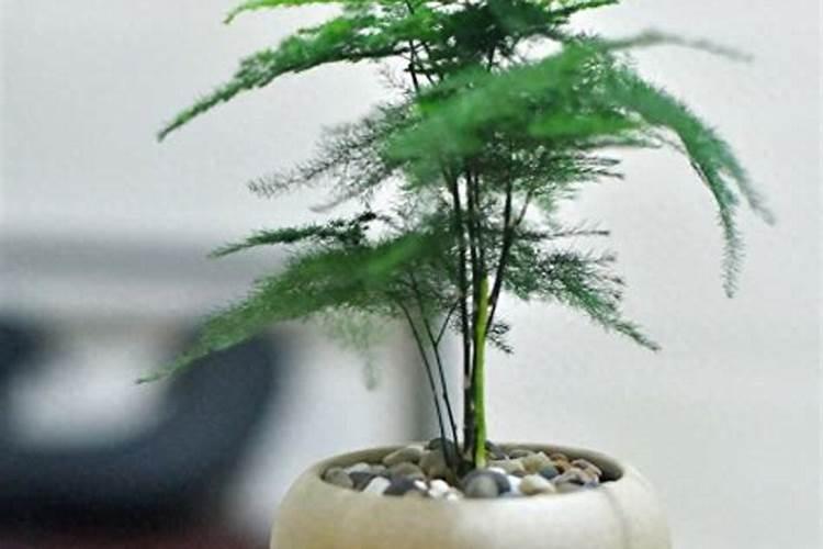 辣椒几天浇一次肥最为适合