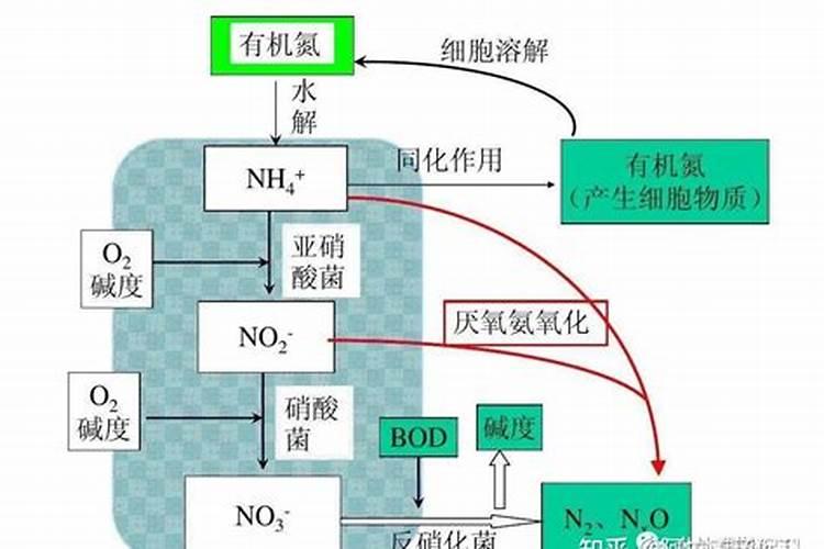 怎么确认硝化菌成功了,硝化菌是自养菌还是异养菌