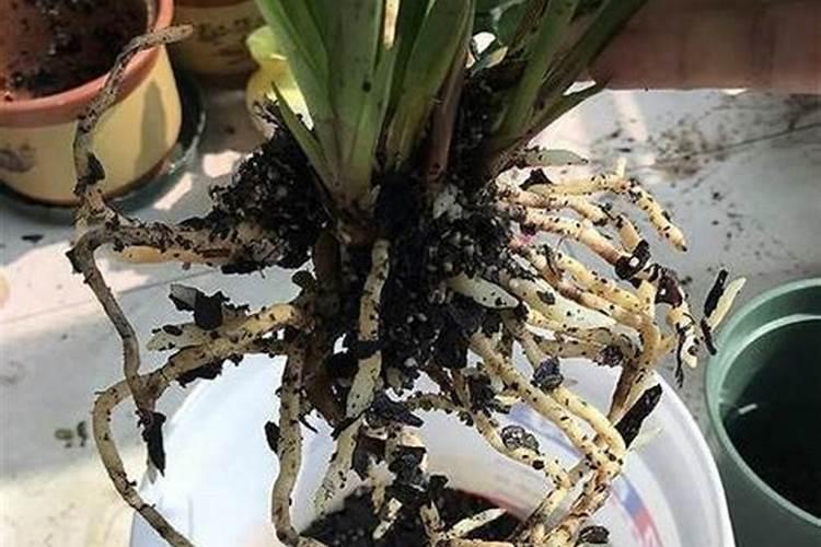 发财树冬天要不要浇水