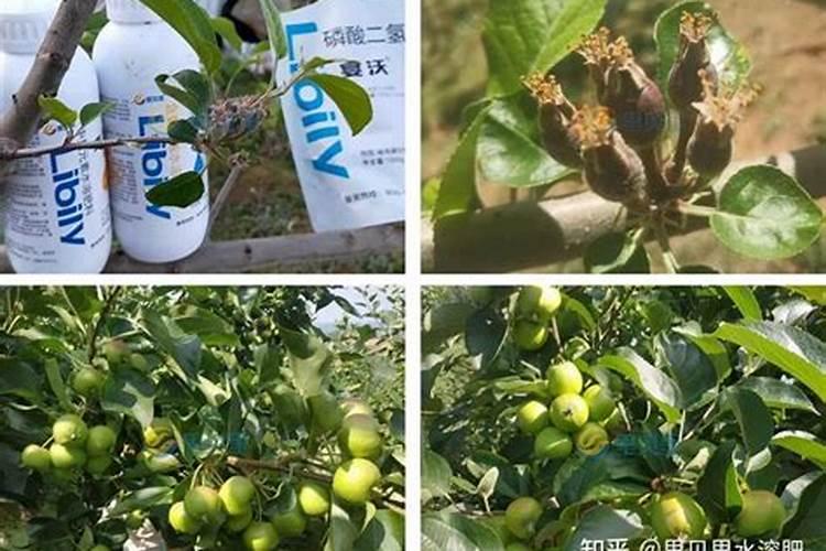 为什么不能中午打叶面肥 叶面肥使用方法