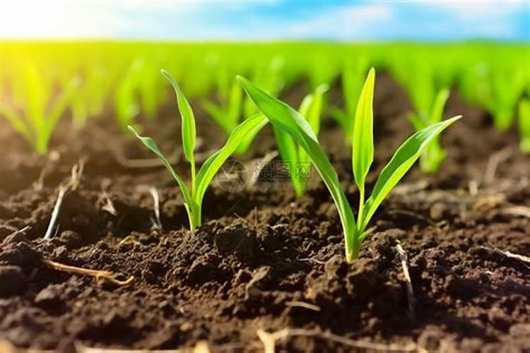 蓝莓施肥时间和方法是什么