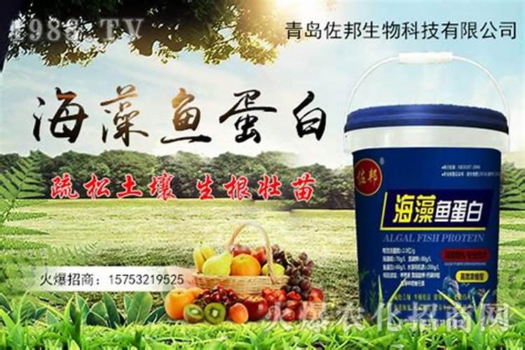 月季树移植后干枯,应该怎么办？