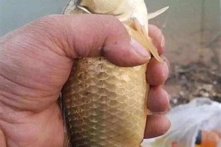 久久草莓钙肥要上多了会怎样？