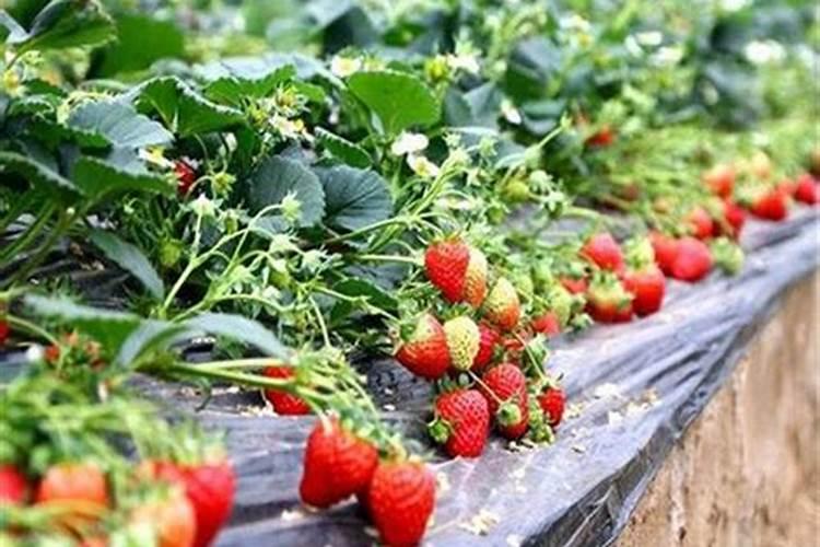 养殖大棚上覆盖什么塑料薄膜？