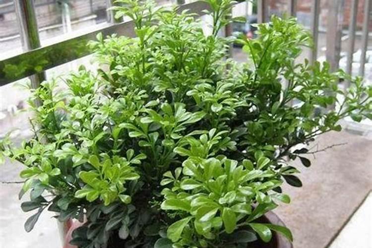 米兰适合用什么肥料？