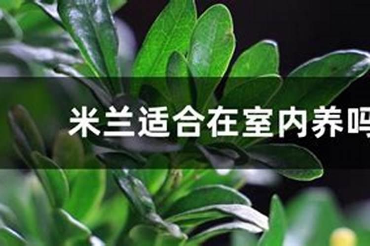 米兰浇什么肥料合适
