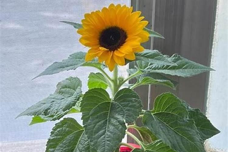 红薯如何施肥应注意哪些 地瓜施肥方法和注意事项