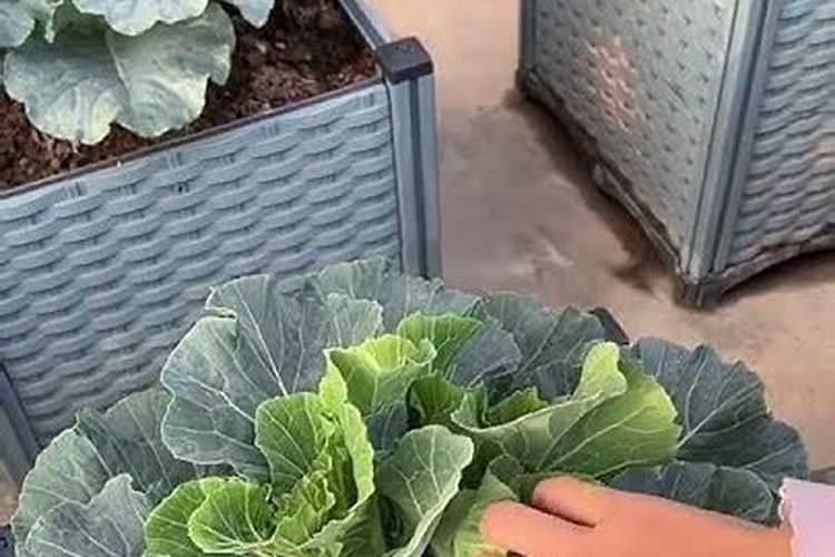 羽衣甘蓝怎么种植