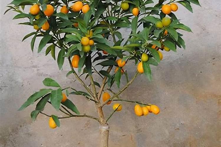 金桔树施什么肥料最好