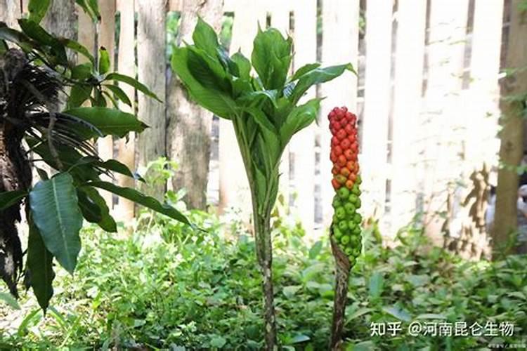 种魔芋用什么肥料好