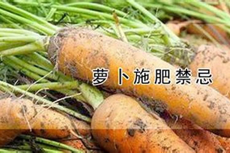 胡萝卜施肥技术要点