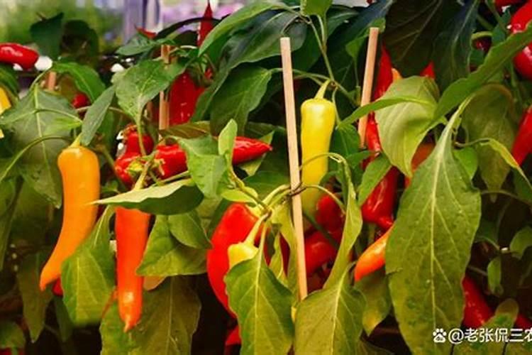 辣椒施什么肥最好
