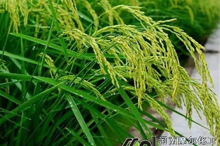水稻叶面肥哪种好 如何正确喷施