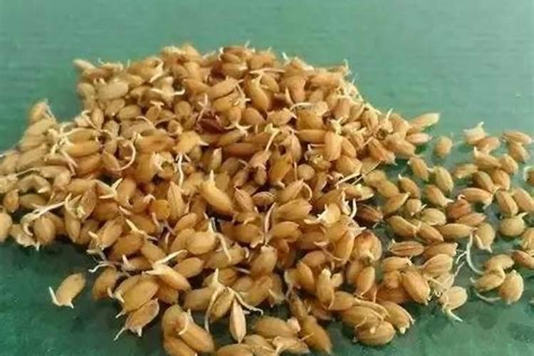 我想知道施食该怎么做