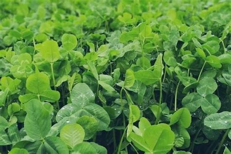 多肉施肥用什么肥料？