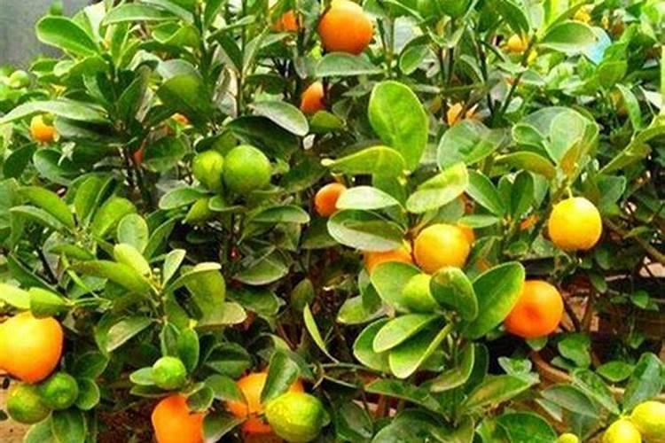 一亩地施多少磷肥合适  磷肥什么时间施最好