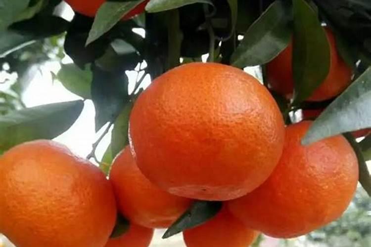 中微量水溶肥烧根吗