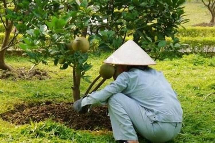桃树膨果期施什么肥 一亩地施肥多少好