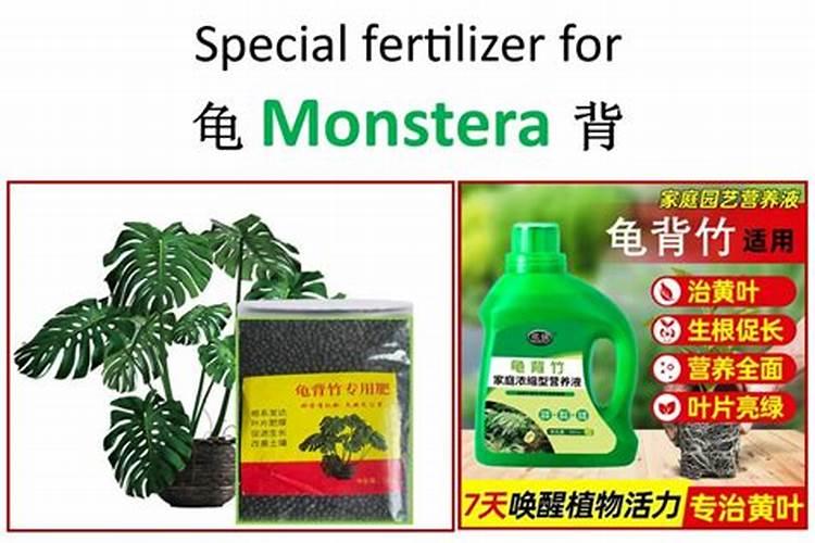 龟背竹怎么施肥 用什么肥料好