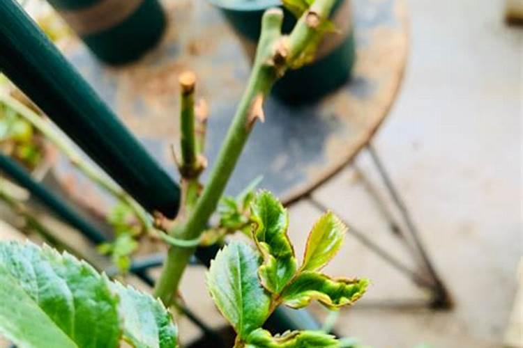 月季花施什么肥好月季花施什么肥