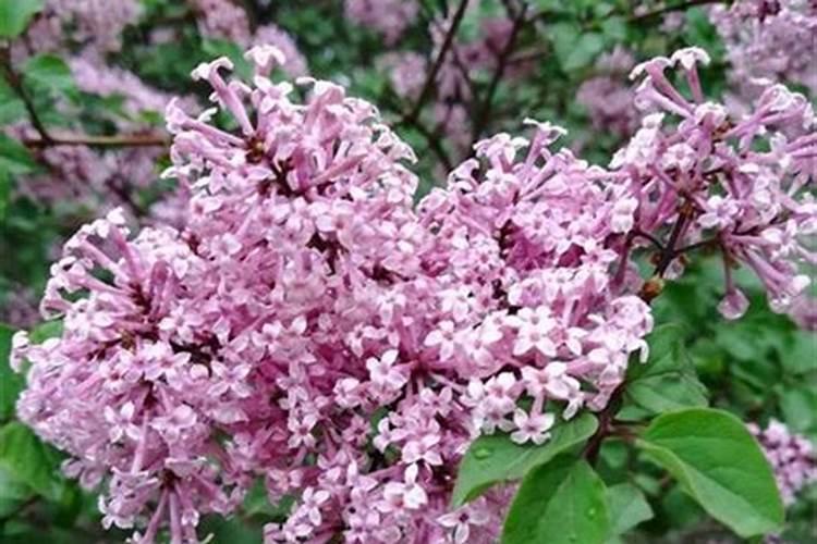 家里种植丁香花,我们该如何施肥和浇水？