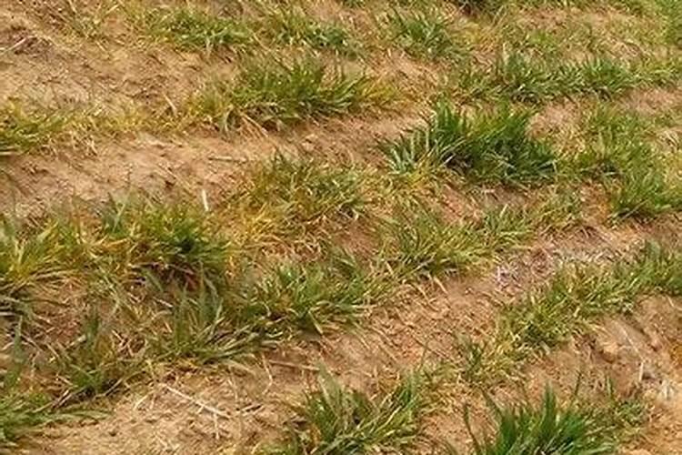 火减污染的水浇的小麦都发黄了,怎么处理,谢谢。