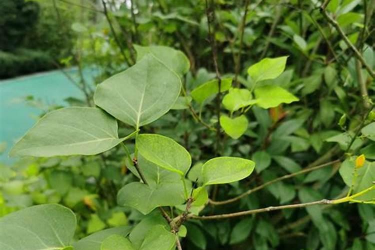 丁香花花期如何养护,什么时候开花