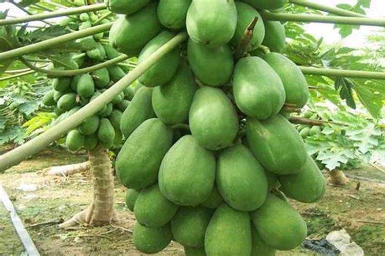 我家的木瓜树都两米多高了,怎么还没有结果？