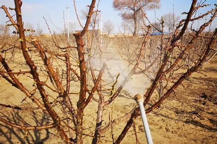 冬天打芸苔素管用吗