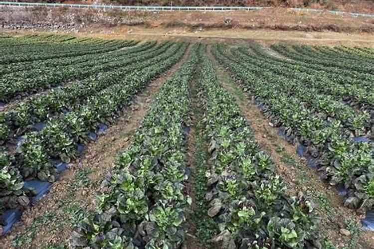 什么时候给油茶施肥最好？