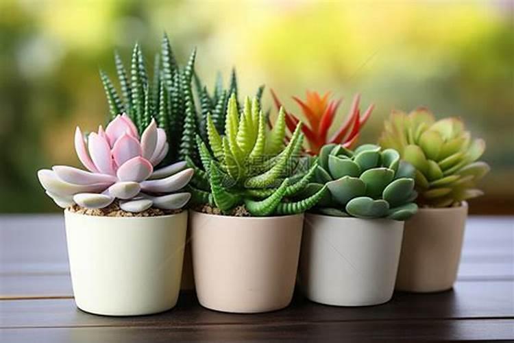 杜鹃施肥如何施肥,施肥过量怎么办