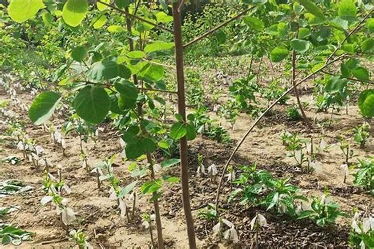 葡萄膨大期施肥诀窍