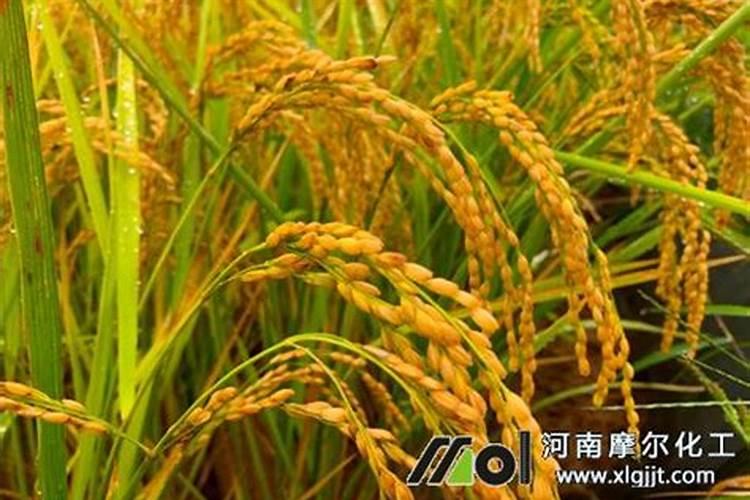水稻叶面肥哪一种最佳