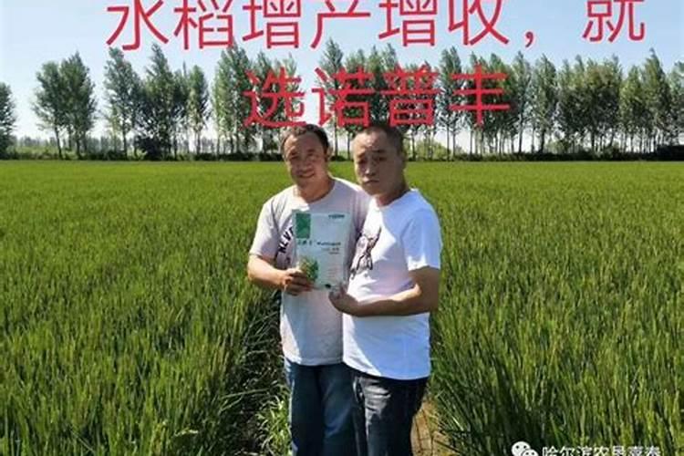 水稻灌浆期用什么叶面肥可增产