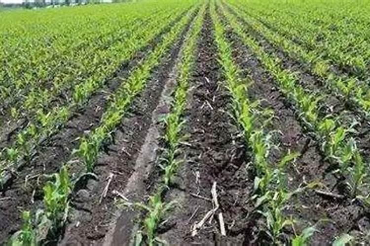 水培大蒜可以吃几茬