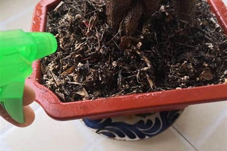 现在上肥苹果树可以上碳胺磷肥吗