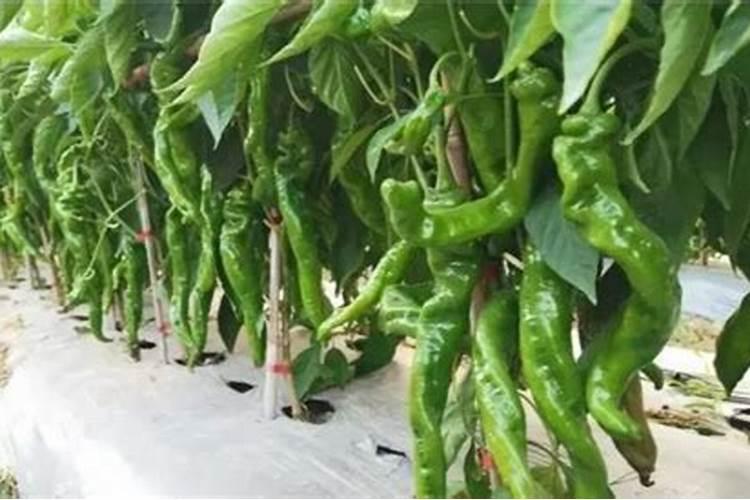 樱桃花后能冲施黄腐酸钾冲施肥吗？