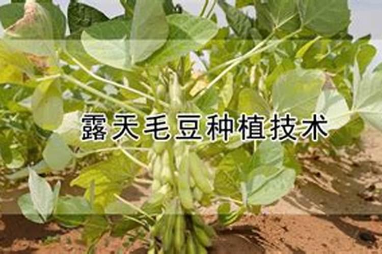 芒果苗用什么肥料长得快 芒果施肥技巧总结