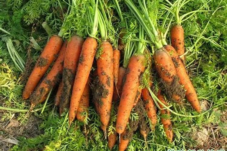 胡萝卜需肥特点有哪些？