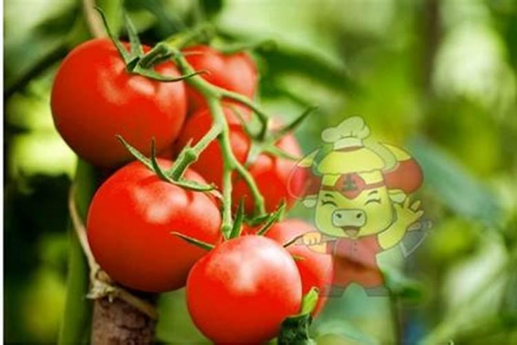 盆栽西红柿施什么肥最好