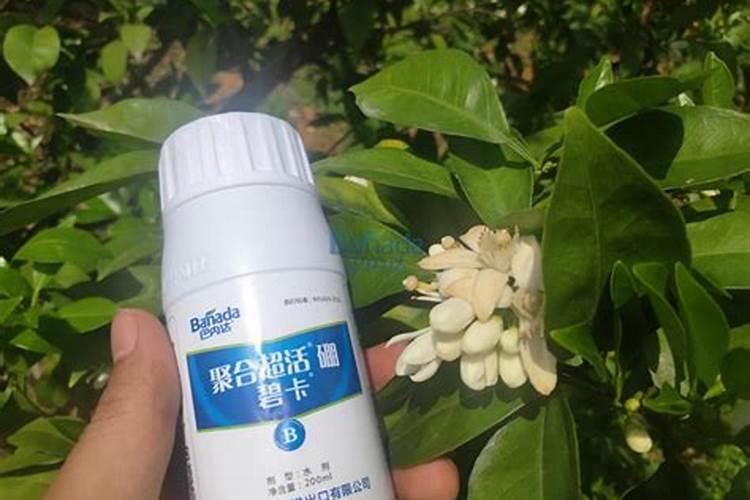 板栗施硼肥有什么技巧？对树本身有哪些好处呢？
