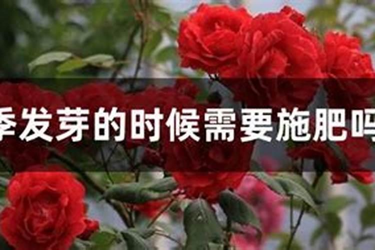 意得昂有机水溶肥效果怎么样