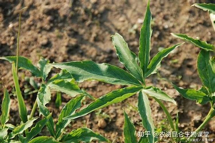 白芷后期施什么肥好