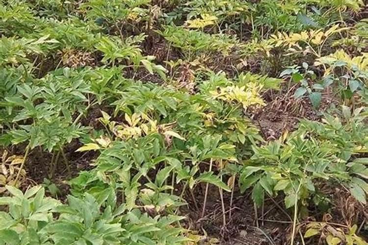 白芷种植如何进行田间管理？