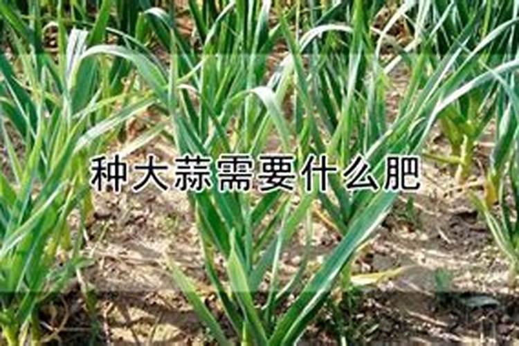 种植大蒜底肥用什么肥 种植大蒜底肥用哪些肥