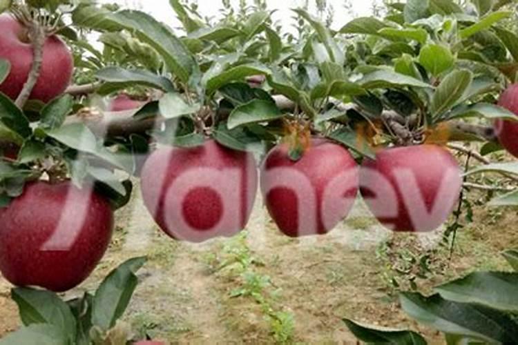 果树挂果期用什么复合肥？果树结果期专用增产叶面肥料？