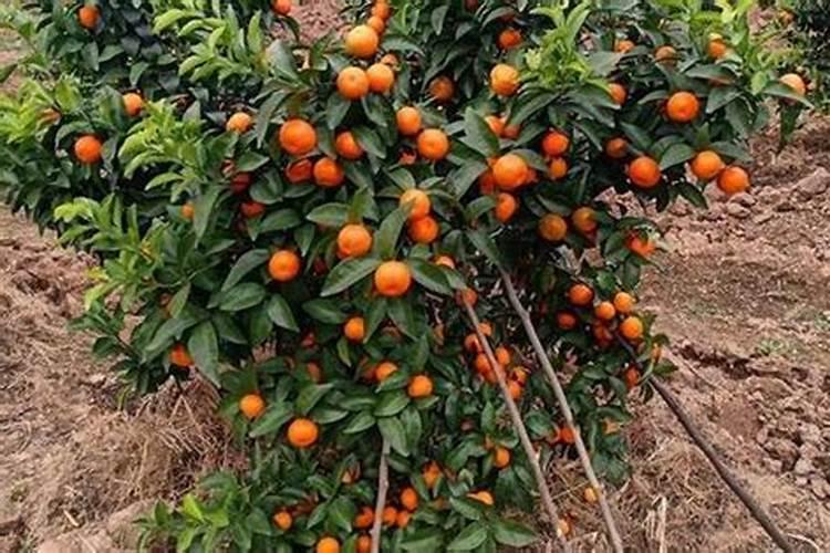 黄腐酸钾和复合肥,大微量元素水溶肥,高磷水溶肥,冲施肥混合浇施可以吗...